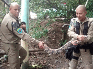 Foto: Guarda Municipal/RJ – Divulgação