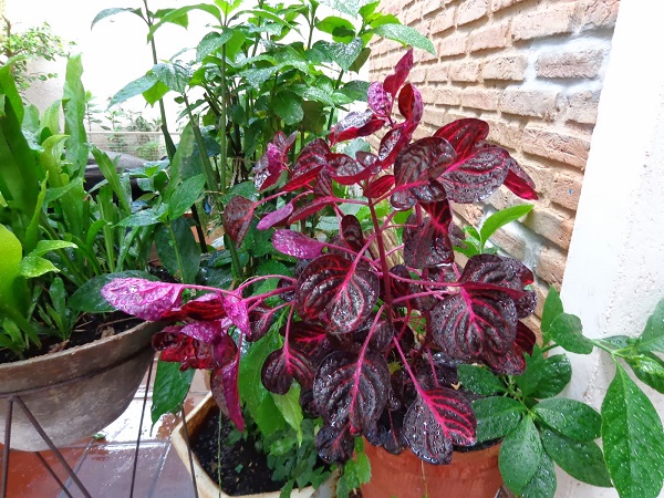 „Gestresste“ Pflanzen produzieren mehr – Campo Grande News